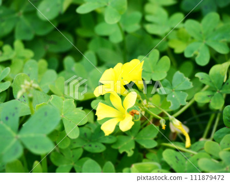 酢漿草美麗的黃色花 酢漿草美麗的黃色花 111879472