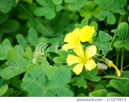 Beautiful yellow flowers of Oxalis oxalis Beautiful yellow flowers of Oxalis oxalis 111879473