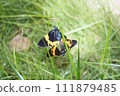 Two butterflies dock and won't let go, acting on instinct 111879485