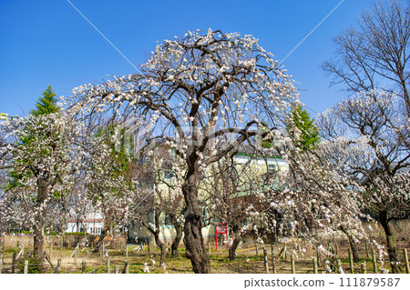 東京府中市鄉土梅花節 111879587