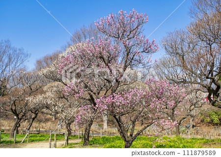 Fuchu City, Tokyo Local Forest Plum Festival Fuchu City, Tokyo Local Forest Plum Festival 111879589