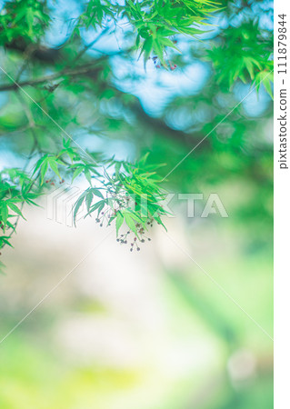 Green autumn leaves Green autumn leaves 111879844