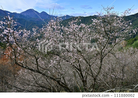 Mt. Mt.Mikahoko in Sakurayama Park where winter cherry blossoms bloom in the Sanbagawa River, Onishi District, Fujioka City 111880002