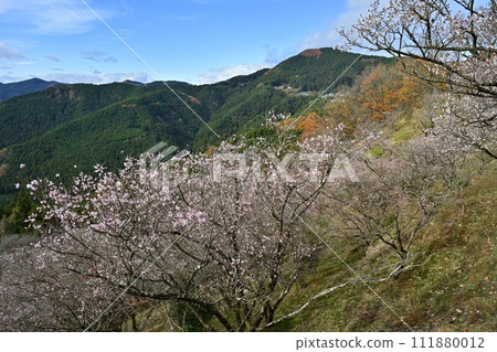 Sakurayama Park with autumn leaves and winter cherry blossoms in Sanbagawa River, Onishi District, Fujioka City 111880012