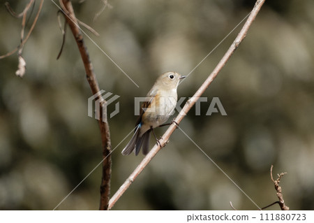 Flycatcher perched on a branch♀ 111880723