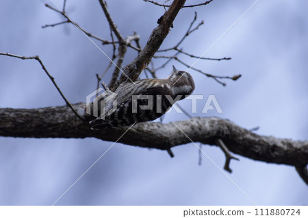 Woodpecker perched on a branch 111880724