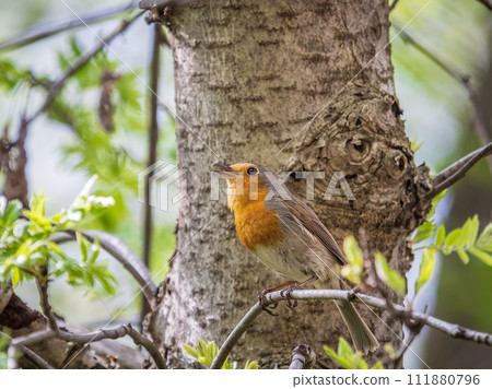 European Robin, Erithacus rubecula, song bird sits on tree in the spring forest or park European Robin, Erithacus rubecula, song bird sits on tree in the spring forest or park 111880796