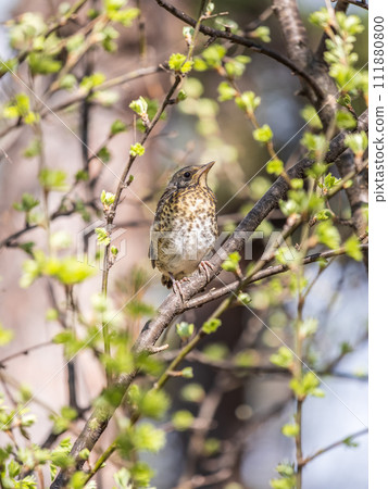 A fieldfare chick, Turdus pilaris, has left the nest and is sitting on a branch. A chick of fieldfare sitting and waiting for a parent on a branch. 111880800