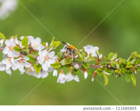 Bumblebee insect on white blooming cherry blossom. Bumblebee insect. The family of bees. Blossoming of whiskey. White flower. The Cherry Orchard. Pollination of trees. 111880805