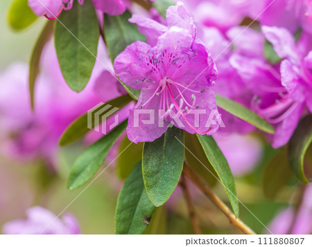 Pink flowers of Siberian rhododendron copy space. Rhododendron dauricum. Spring flowering of Altai rhododendron. 111880807