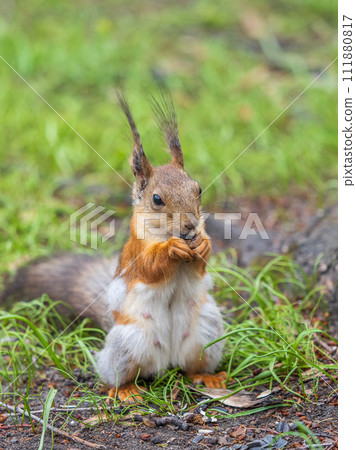 Squirrel eats a nut while sitting in green grass. Eurasian red squirrel, Sciurus vulgaris 111880817