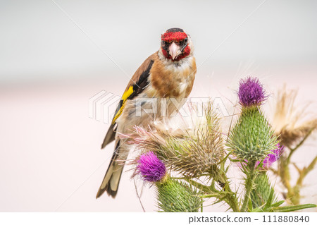 European goldfinch, feeding on the seeds of thistles. Carduelis carduelis. 111880840