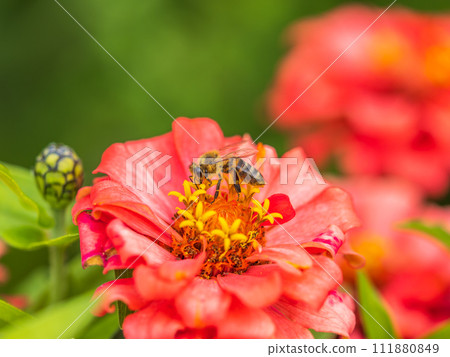 A bee collects nectar from Red marigolds flower in the garden in summer close-up. A bee collects nectar from Red marigolds flower in the garden in summer close-up. 111880849