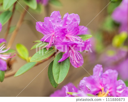Pink flowers of Siberian rhododendron copy space. Rhododendron dauricum. Spring flowering of Altai rhododendron. 111880873