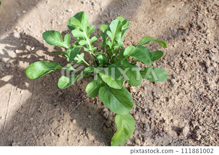 芝麻菜的種植 芝麻菜的種植 111881002