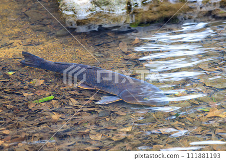 鯉魚在透明的池塘裡游泳 鯉魚在透明的池塘裡游泳 111881193