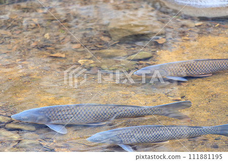鯉魚在透明的池塘裡游泳 111881195