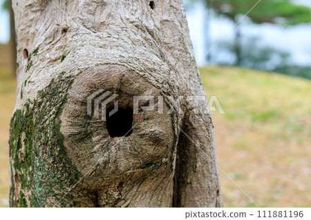 Sinus Sinus 111881196