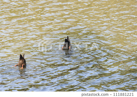 Spot-billed duck sticking its face into the water 111881221