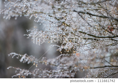 雨冰_1 111881742
