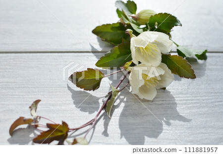 乳白色冬季盛開的鐵線蓮花 111881957