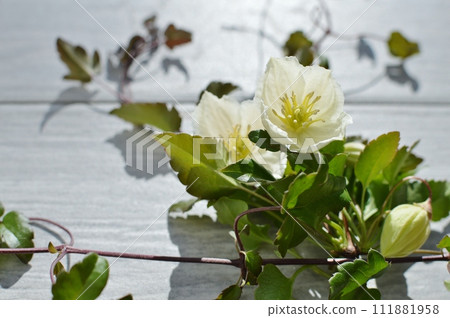 乳白色冬季盛開的鐵線蓮花 111881958