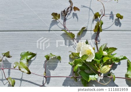 乳白色冬季盛開的鐵線蓮花 乳白色冬季盛開的鐵線蓮花 111881959