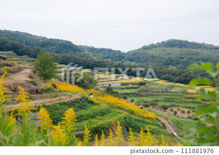 豐島美術館附近梯田的秋景 豐島美術館附近梯田的秋景 111881976