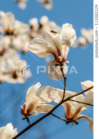beautiful magnolia flowers with water droplets beautiful magnolia flowers with water droplets 111882224