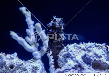 macro Hippocampus needle-needle family macro Hippocampus needle-needle family 111882364