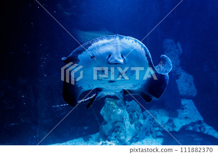 Slope Oppled Potamotrygon motoros Slope Oppled Potamotrygon motoros 111882370