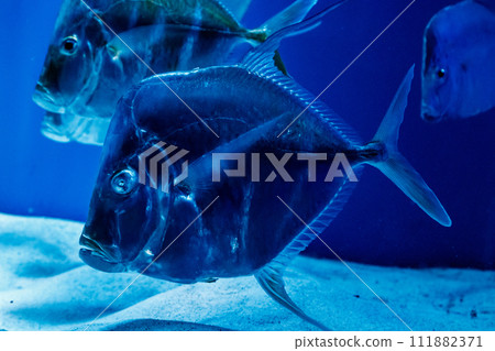 Selene Fish, or Selene Vomer Selene Fish, or Selene Vomer 111882371