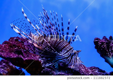 Fish Lionfish - Zebra, Pterois volitans 111882372