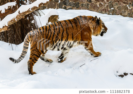 beautiful panthera tigris on a snowy road beautiful panthera tigris on a snowy road 111882378