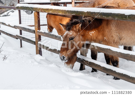 beautiful Equus przewalskii caballus on a snowy road 111882380