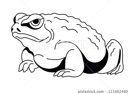 Stoic Frog Vector Design Stoic Frog Vector Design 111882480