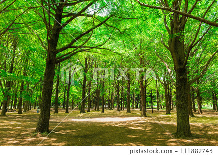 Fresh green Yoyogi Park Fresh green Yoyogi Park 111882743