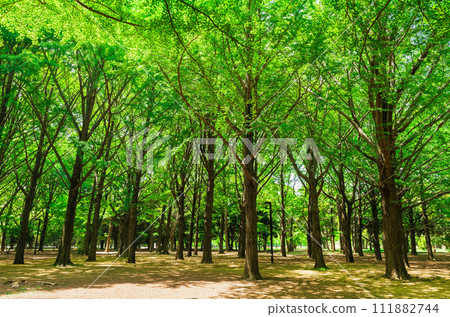 新鮮的綠色代代木公園 111882744