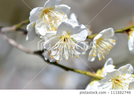白梅花 111882746