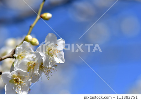 white plum blossom 111882751