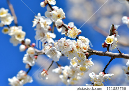 white plum blossom 111882766
