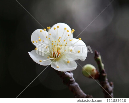 Close-up of a single white plum flower (plum with white flowers and buds) Close-up of a single white plum flower (plum with white flowers and buds) 111883618