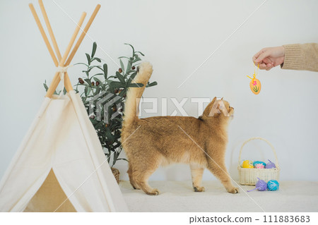 easter holiday concept with british cat play colorful egg with owner and put in basket 111883683