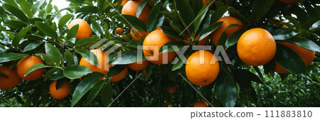 Fresh oranges on a tree in the garden Fresh oranges on a tree in the garden 111883810