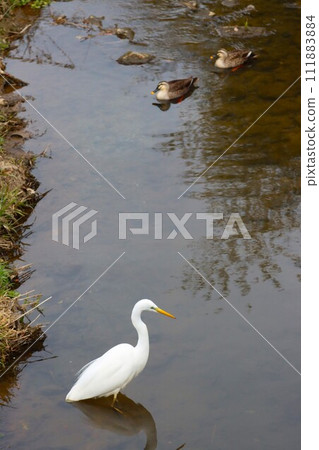 Ecological photo of a white heron and a duck swimming in a stream in Moroyama Town Ecological photo of a white heron and a duck swimming in a stream in Moroyama Town 111883884