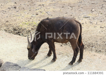 Water buffalo at Izu Animal Kingdom 111884391