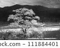 孤樹開雪花 孤樹開雪花 111884401