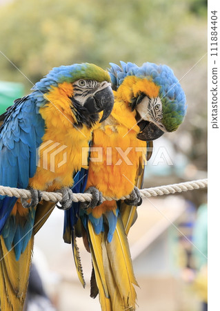 Parakeets at Izu Animal Kingdom Parakeets at Izu Animal Kingdom 111884404