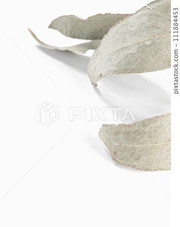 eucalyptus branch leaves with light background and shadows. Minimal style design 111884453