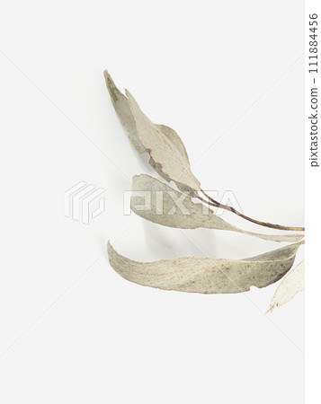 eucalyptus branch leaves with light background and shadows. Minimal style design eucalyptus branch leaves with light background and shadows. Minimal style design 111884456